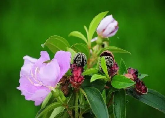 花语|牡丹花的花语是什么