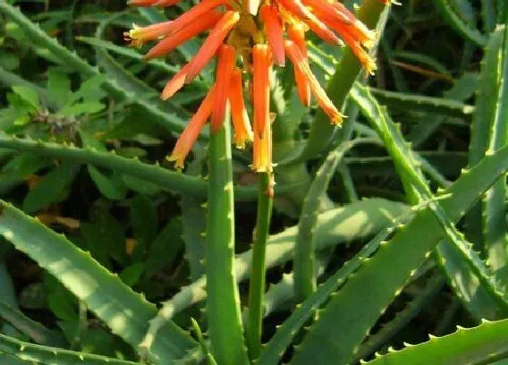 习性特点|芦荟开花是什么样子的 开花寓意是什么