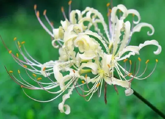 花语|白彼岸花代表什么意思