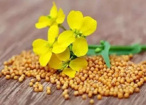 种子|黄芥末是什么植物的种子