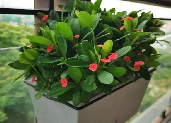 盆景|虎刺梅栽适合大盆还是小盆