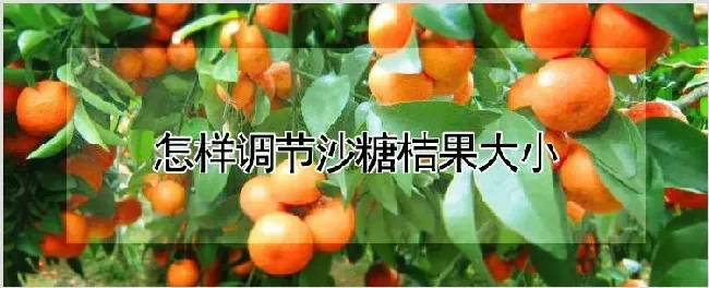 怎样调节沙糖桔果大小 | 种植资料