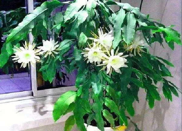 养殖方法|怎样养好昙花才能开花（室内昙花盆栽怎么养殖方法）