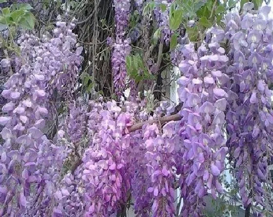 花朵|紫藤花气味是什么味道