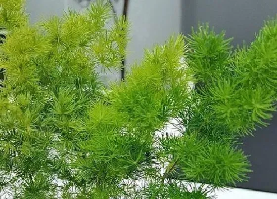 冬天植物|蓬莱松耐寒多少度