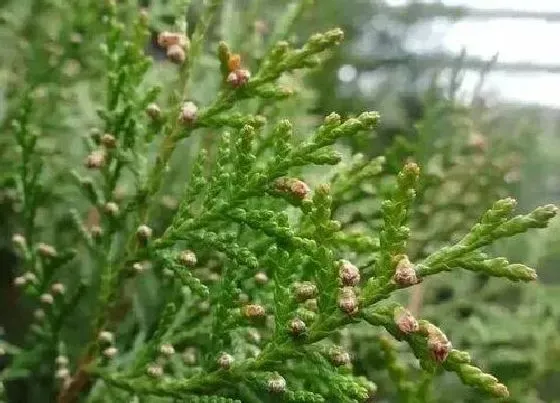 植物种类|圆柏是木本植物吗