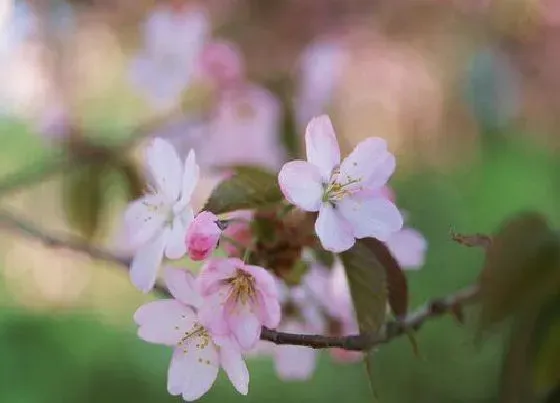 开花时间|桃花是什么季节开的花