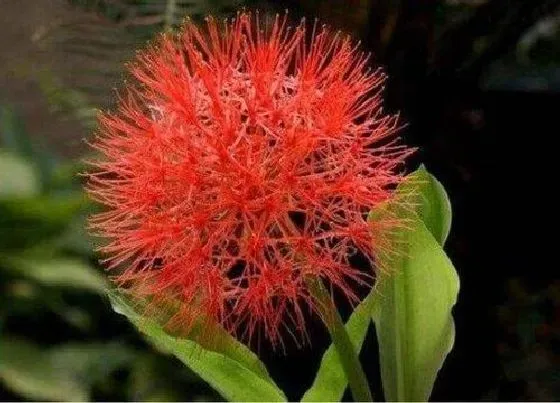 植物百科|和乒乓菊很像的花