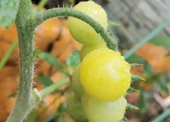 植物百科|小番茄又叫什么果