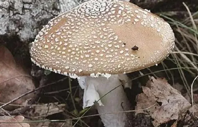 植物种类|盘点农村常见的毒蘑菇 分辨毒蘑菇样子