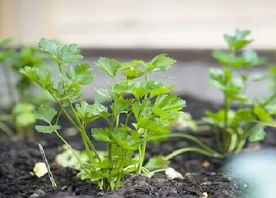 阳台摆放|阳台种植芹菜的时间和方法