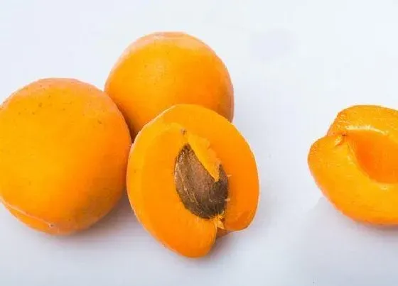 果实成熟|杏子什么时候成熟季节 杏子采摘上市的季节是几月