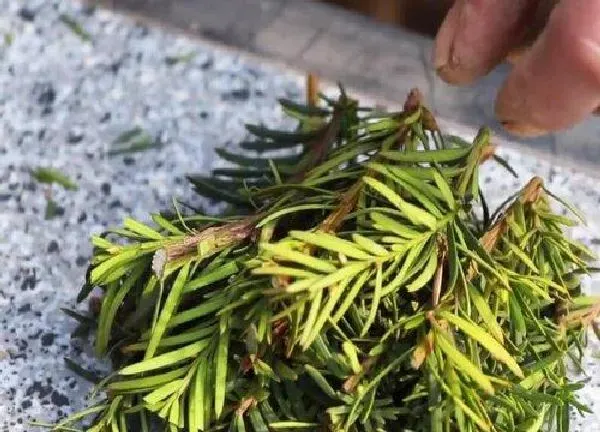 植物扦插|红豆杉扦插时间和方法