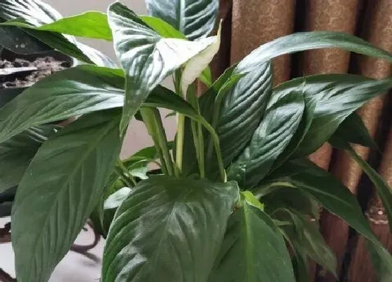 花朵|一帆风顺花的特点和作用 有几个品种图片