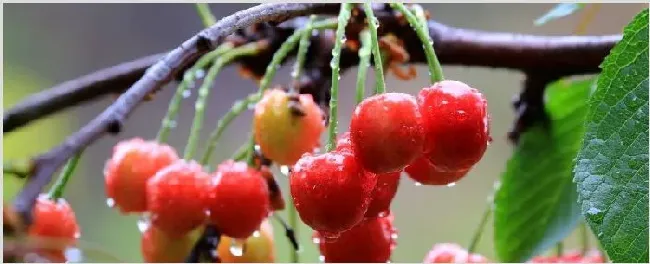 樱桃树苗的种植方法 | 种植资料