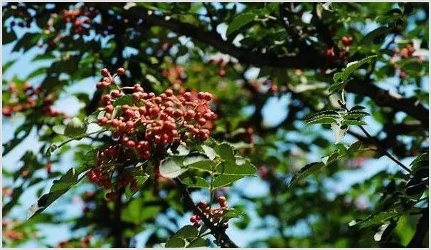 花椒春季种植管理要点 | 种植资料