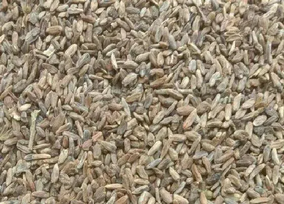 食用须知|白术种子可以吃吗