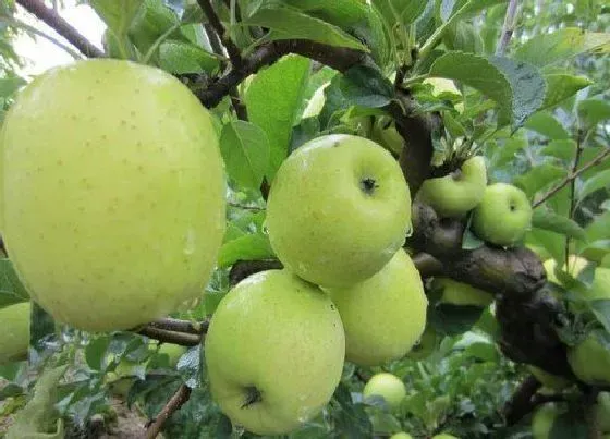 果实成熟|青苹果什么季节成熟