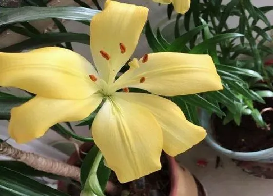 花语|什么花的花语是团圆美满