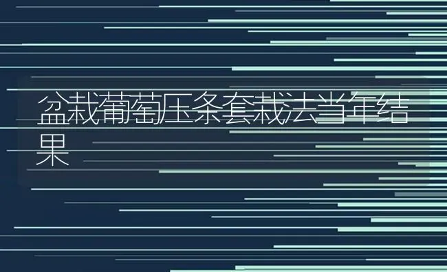 盆栽葡萄压条套栽法当年结果 | 瓜果种植