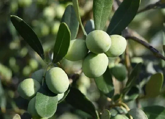 植物产地|意大利盛产什么水果有名