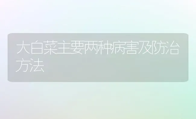 大白菜主要两种病害及防治方法 | 蔬菜种植