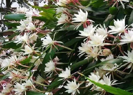 开花时间|昙花多久能开花