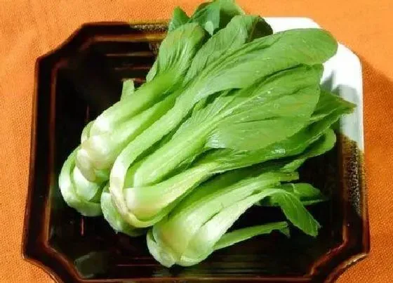 食用科普|油菜可以生吃吗
