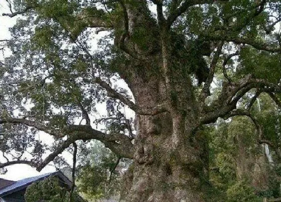 种植管理|红木的生长周期是多长时间