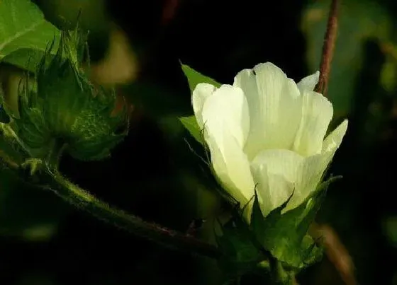 开花时间|棉花什么时候开花 几月份开花