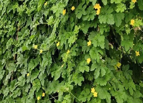 植物修剪|苦瓜怎么剪枝 打顶和剪枝方法