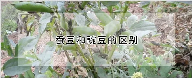 蚕豆和豌豆的区别 | 农业技术