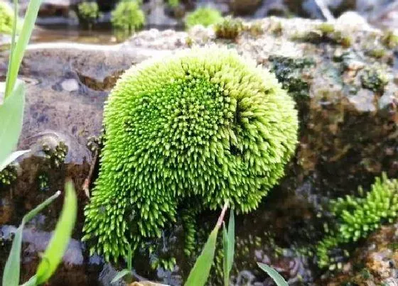 植物种类|苔藓是植物吗 属于苔藓科苔藓属的植物