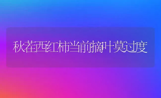 秋茬西红柿当前摘叶莫过度 | 蔬菜种植