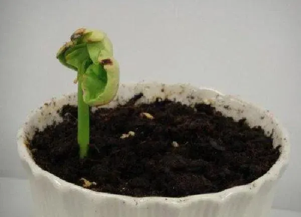 植物发芽|发财树怎么发芽快