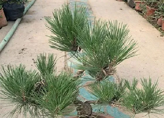 植物修剪|五针松怎么修剪方法
