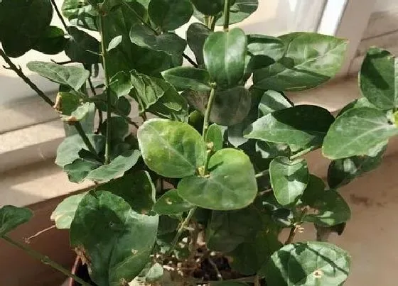 植物毒性|茉莉花有毒吗 能在家里养吗