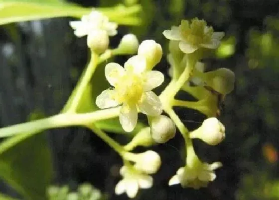 植物百科|樟树会开花吗 属于开花植物