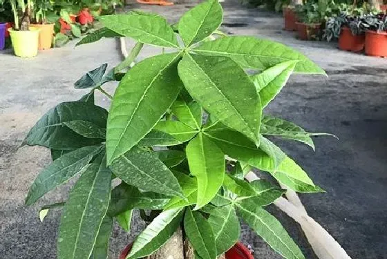 植物百科|发财树和招财树一样吗 是同一种东西吗[区别]