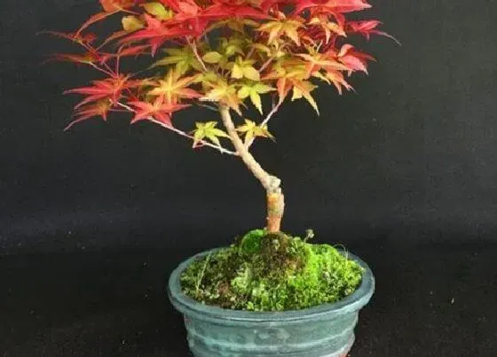植物繁殖|枫树怎么繁殖方法和注意事项