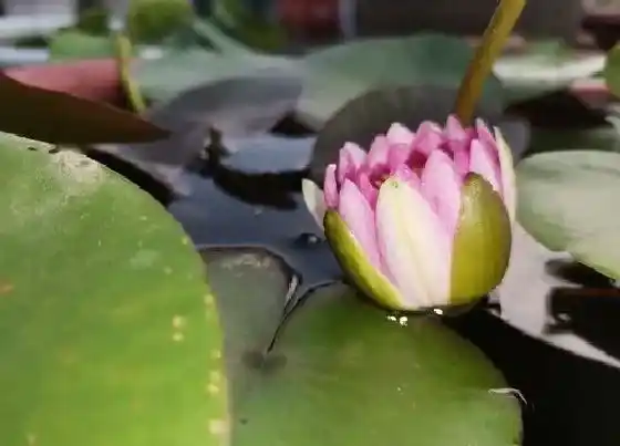 种植方法|莲花怎么种植 栽种时间和方法