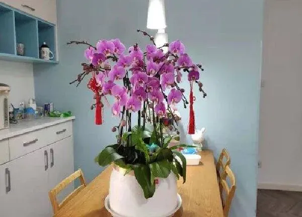 养殖科普|蝴蝶兰开花后怎么处理
