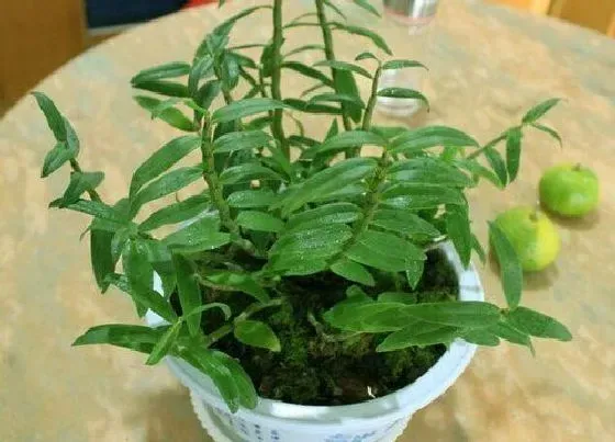 种植长叶|石斛不长叶子怎么办