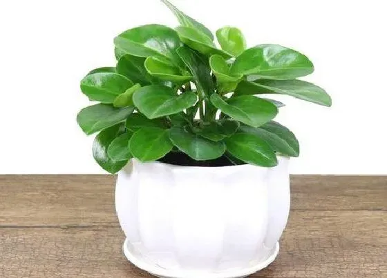 植物种类|豆瓣绿是多肉植物吗