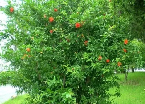 植物种类|花石榴是乔木还是灌木植物