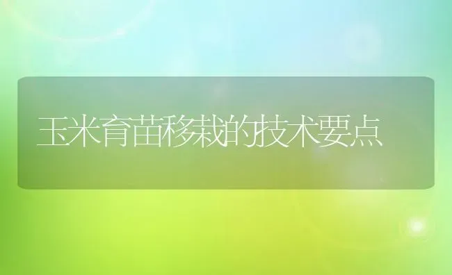 玉米育苗移栽的技术要点 | 粮油作物种植