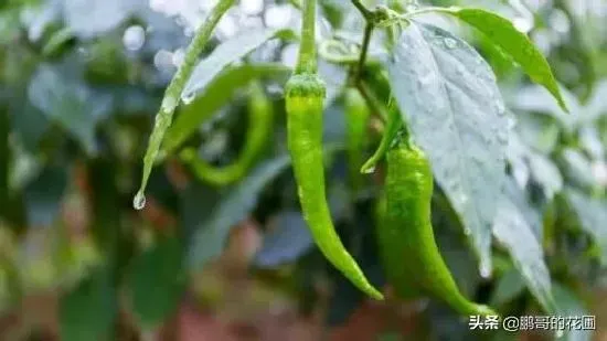 种植管理|夏天种辣椒的种植方法和时间，辣椒如何播种育苗和管理）