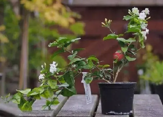 枯枝|茉莉干枝原因与处理方法