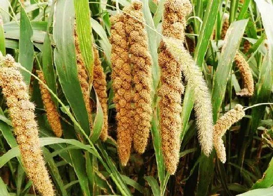 植物播种|小米什么时候播种合适