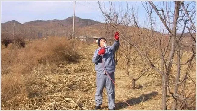 李子要怎么进行修剪 | 农业科普